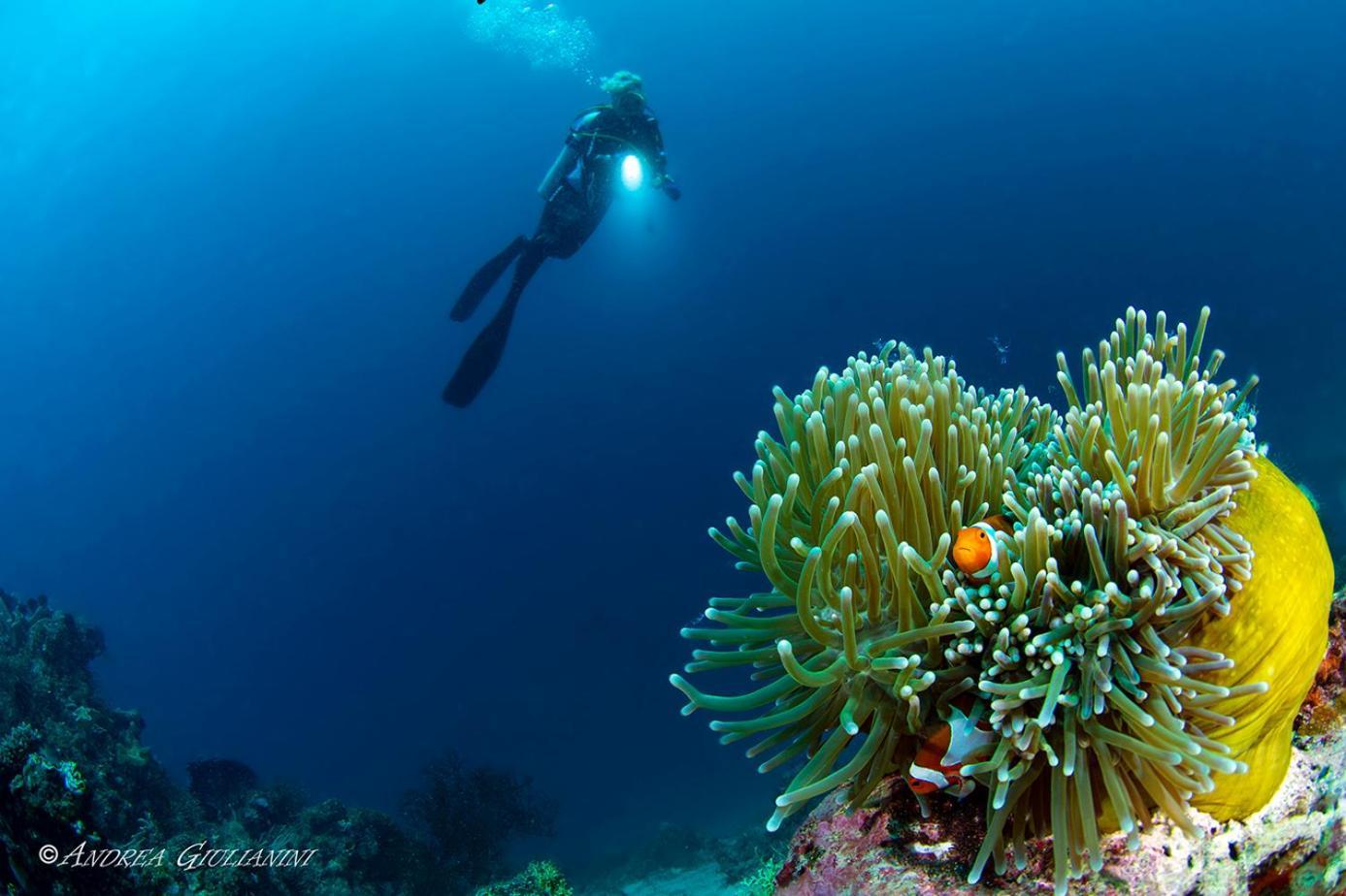 Sunset Cove Beach & Dive Resort Romblon Eksteriør bilde